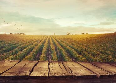 Hay nuevo paseo para conocer los viñedos de San Miguel de Allende