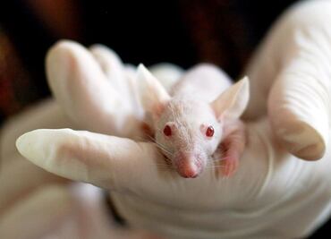 Fármaco que regenera células madre alarga esperanza de vida en ratones, según estudio