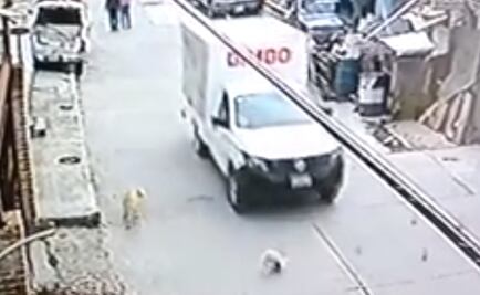 Captan cuando conductor de supuesta camioneta de Bimbo atropella a un perro