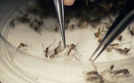 Los mosquitos identifican la sangre humana gracias a cuatro neuronas