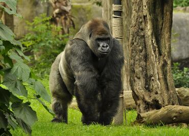 Tramitan cobro de seguro de Bantú por 80 mil dólares