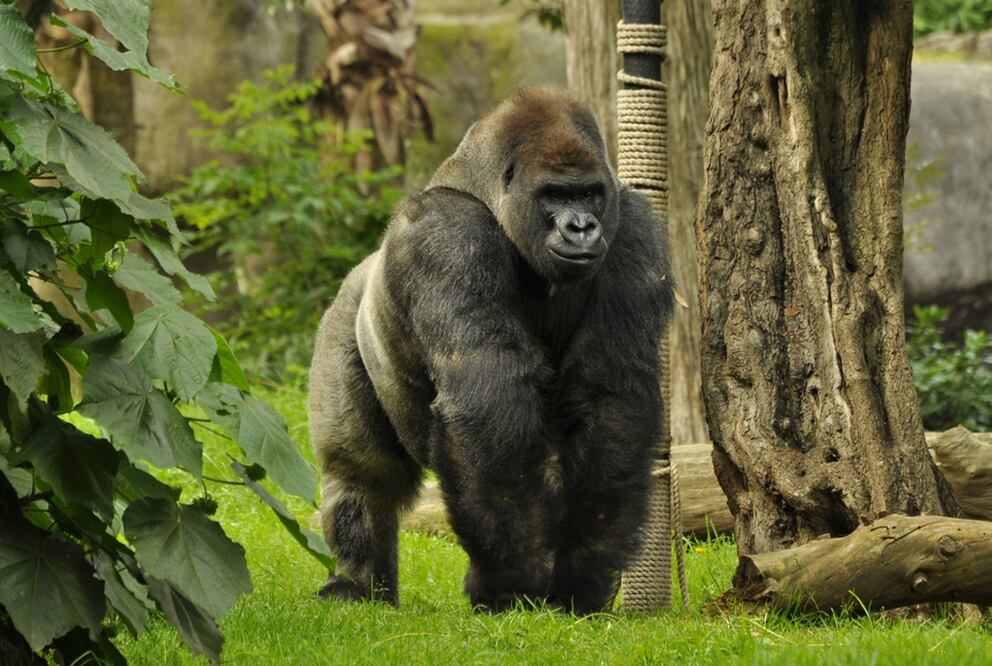 Foto: Archivo/EL UNIVERSAL