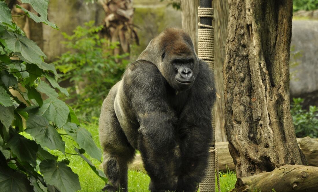 Foto: Archivo/EL UNIVERSAL