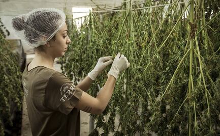 Morena va por regulación del cáñamo industrial; estima un valor de hasta 24 mil mdd