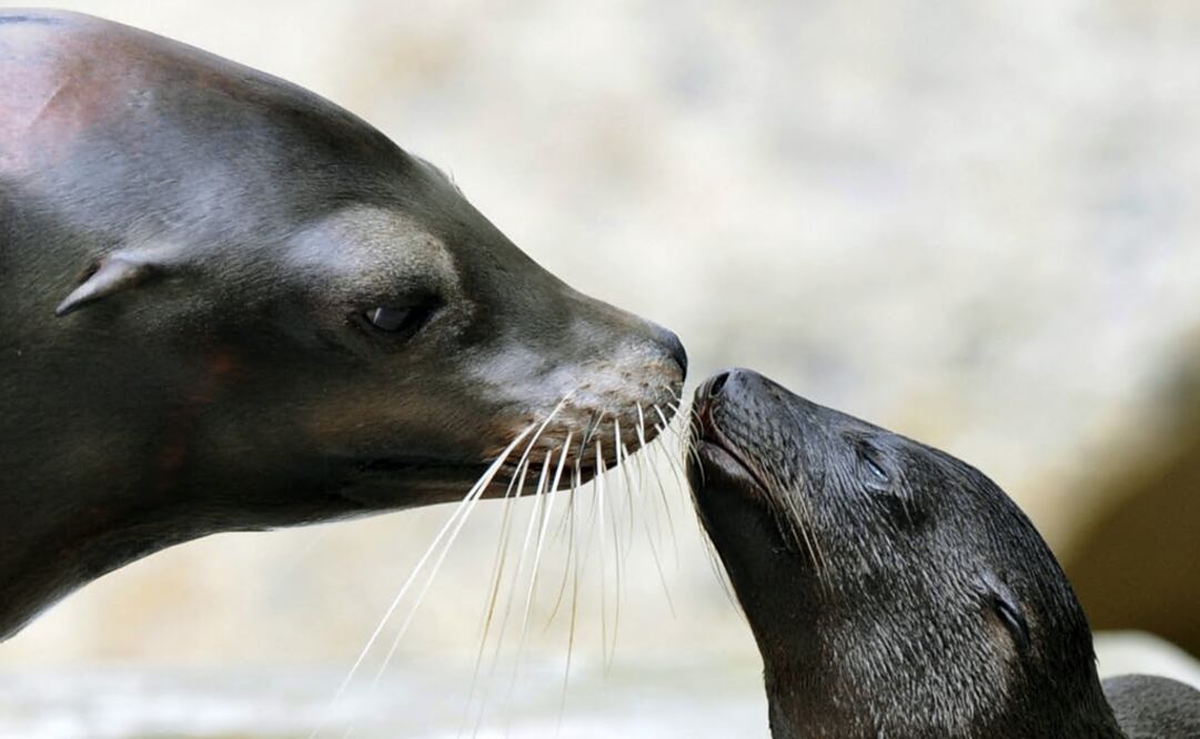 There were over 700 strandings of young sea lions from Washington State to Baja California, Mexico, in 2013 - Photo: Christof Stache/AP