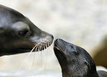Mexico finds 137 dead sea lions in Baja California Sur