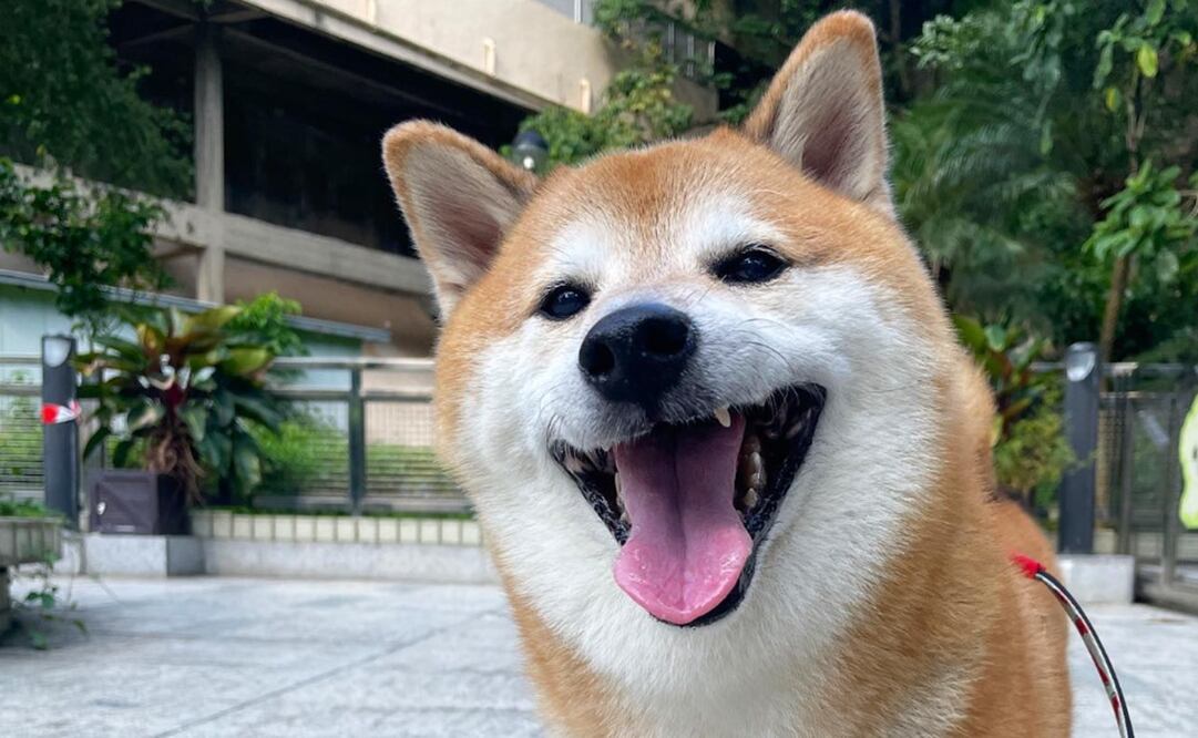 Cheems, el perro de los memes, vuelve a preocupar a sus fans por su salud. Foto: Instagram