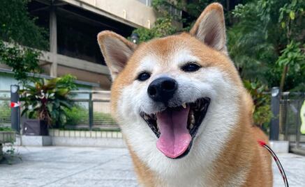 ¡Es ley! Maltrato animal será perseguido de oficio en CDMX