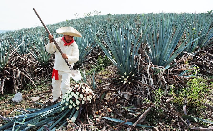 Tequila y su ingrediente secreto: el gas natural que impulsa su producción