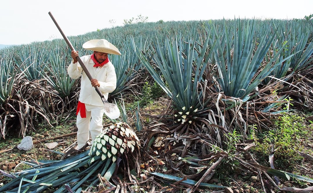 El gas natural resulta en ingrediente importante para la elaboración del tequila. Foto: iStock