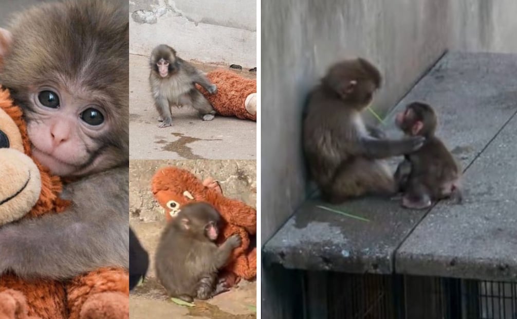 Foto: Captura de pantalla en redes sociales.