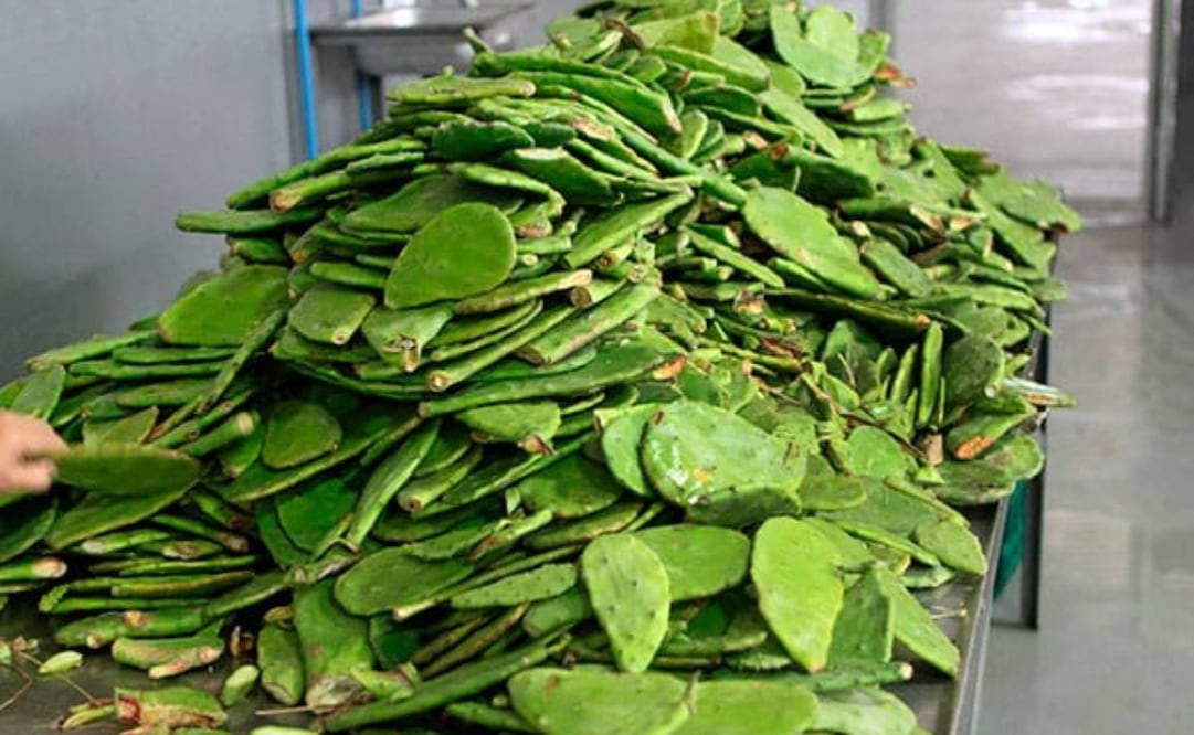 UNAM desarrolla fertilizante con residuos de nopal; busca reducir el uso de agroquímicos.
Foto: Especial.