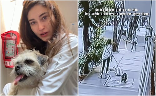 Mexican influencer's dog survives balcony fall; vet finds no broken bones