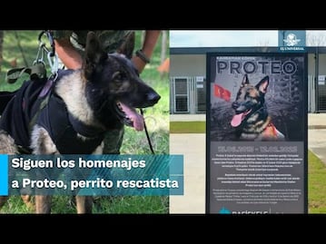 Refugio de animales en Turquía lleva el nombre de Proteo, perro rescatista mexicano