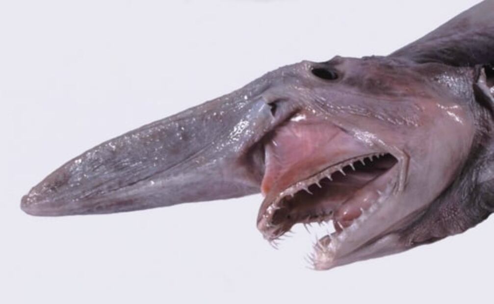 7 animales marinos que parecen salidos de una pesadilla