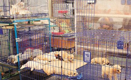 SSP impugna orden para revisar Mercado de Sonora