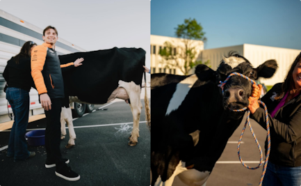 Pato O'Ward ordeña a una vaca; la "curiosa" tradición con la que buscará su primera victoria en las 500 Millas de Indianápolis