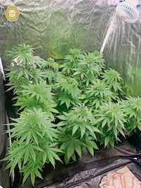 Aseguran invernadero de marihuana de Los Molina