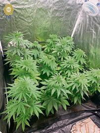 Aseguran invernadero de marihuana de Los Molina