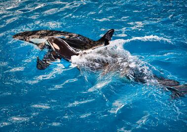 Nace en EU la última orca en cautiverio de SeaWorld