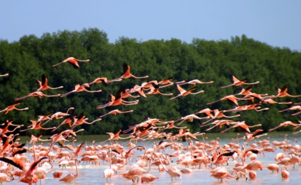 Celestún, el refugio de los flamencos rosados