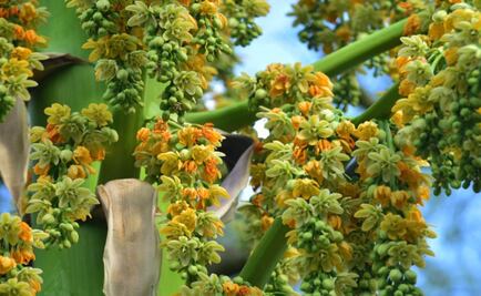 To bloom and whiter: Tehuizote