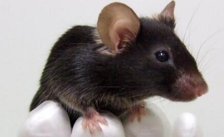 Sangre humana joven rejuvenece a ratones cincuentones