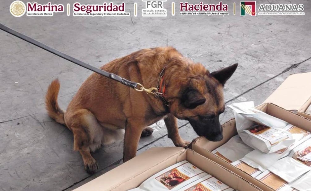 Elementos caninos detectaron el cargamento de droga en el AICM (15/09/2026). Foto: Secretaría de Seguridad