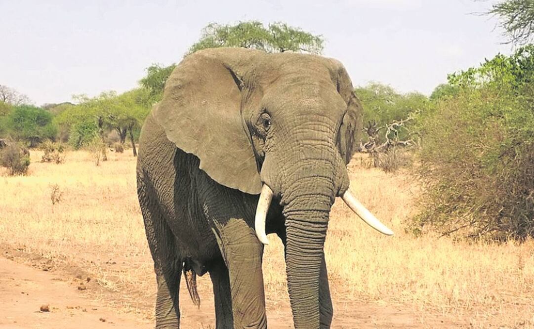 Imagen ilustrativa. Foto: Archivo/EL UNIVERSAL