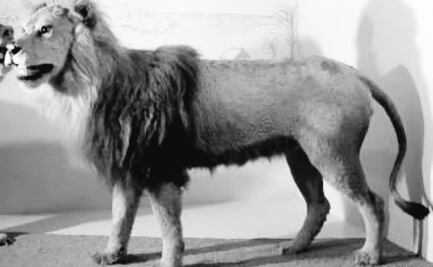 La leyenda del León de la Lagunilla