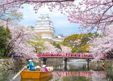 Japón se prepara para el gran fenómeno de los cerezos