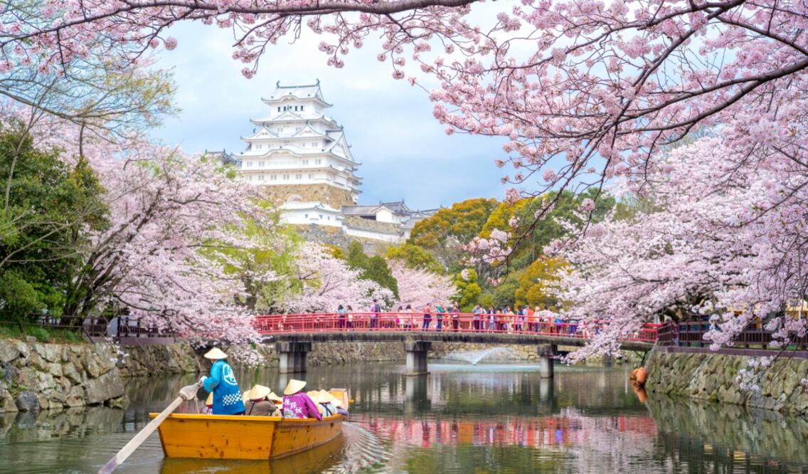 Es todo un acontecimiento, incluso hay predicciones de floración para que el viajero vaya a observarlas en plenitud. (Foto: Istock)