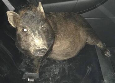 Hombre en EU acusa a un cerdo de "acosador" tras seguirlo en la calle