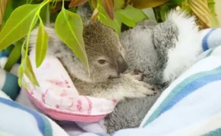 Viral. Koala encuentra consuelo en peluche tras quedar huérfano 