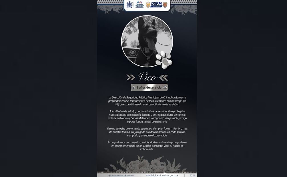 Muere "Vico", perro policía de Chihuahua; fue agredido a machetazos durante operativo de violencia familiar.
Foto: Especial.