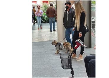 Tras paseo de tigre, alcaldía pide a Antara no tolerar "estas conductas"