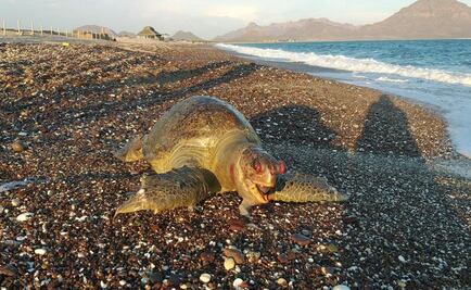 Authorities suspend Grupo México's facility after sulfuric acid spill 