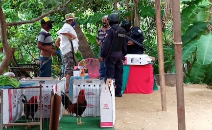 Impiden palenque clandestino de gallos en Acapulco