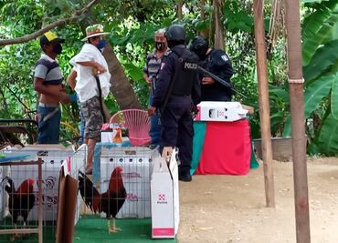 Impiden palenque clandestino de gallos en Acapulco