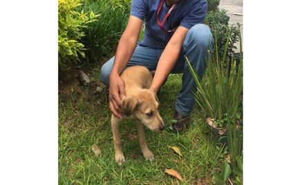 Rescatan a perrito abandonado en la Central de Autobuses de Puebla