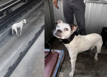 Rescatan a perrito de vías de Línea 9 del Metro