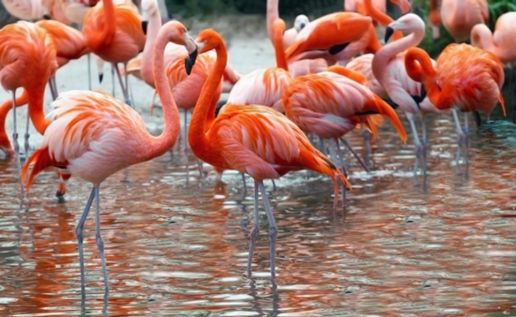 Celestún, el refugio de los flamencos rosados