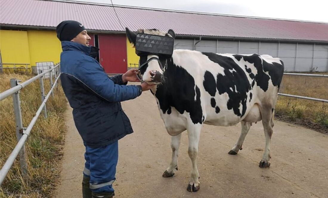 Cada vaca utilizó sistemas de realidad virtual adaptados a las "características estructurales" de sus cabezas en el que se les proyectaba un "programa de simulación de campo de verano único"