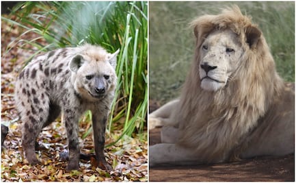 Leones y hienas tienen una compleja relación en la naturaleza