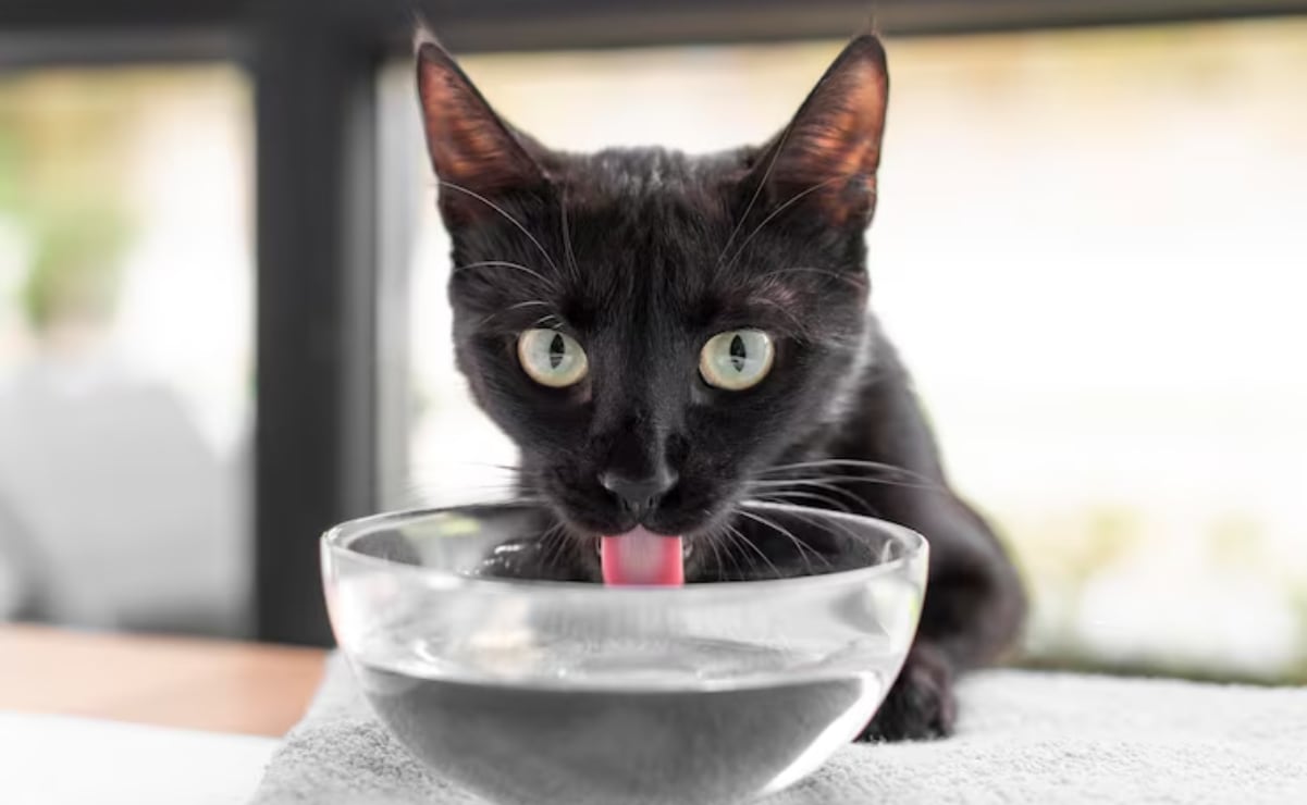 ¿Tu gato casi no toma agua?

Estos tips pueden ayudar a mejorar su salud