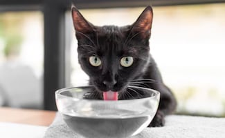 ¿Cómo lograr que tu gato tome más agua?; conoce estos tips