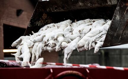 Visones sacrificados por coronavirus emergen de sus tumbas en Dinamarca