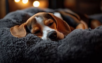 Descubre los motivos por los que tu perro cambia de lugar para dormir, según adiestradora
