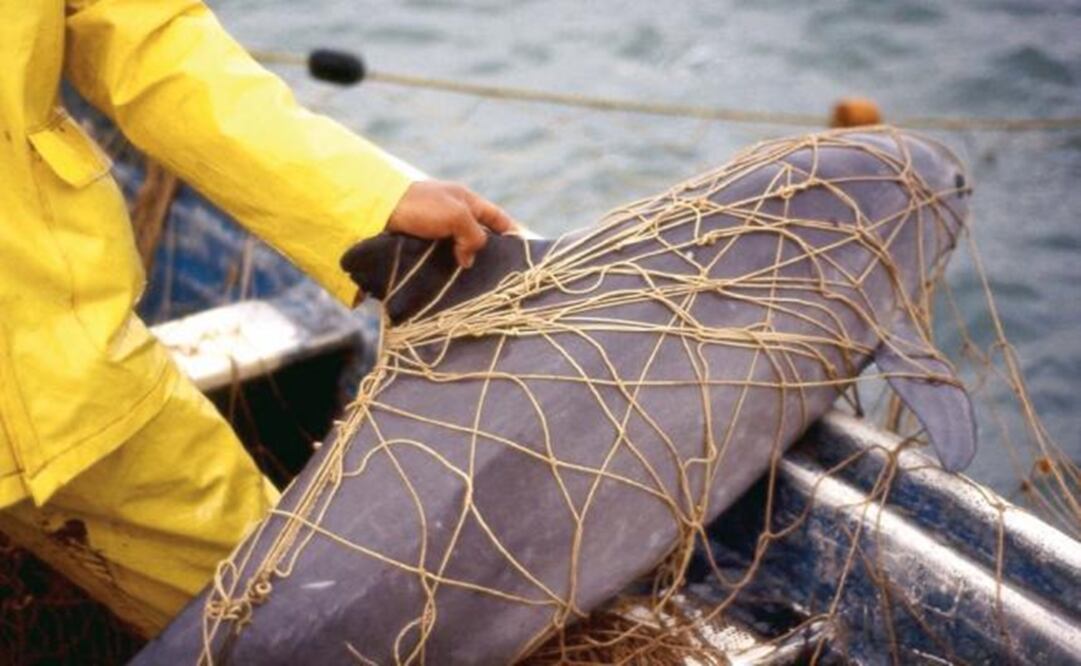 Vaquita caught in net - File photo/EL UNIVERSAL