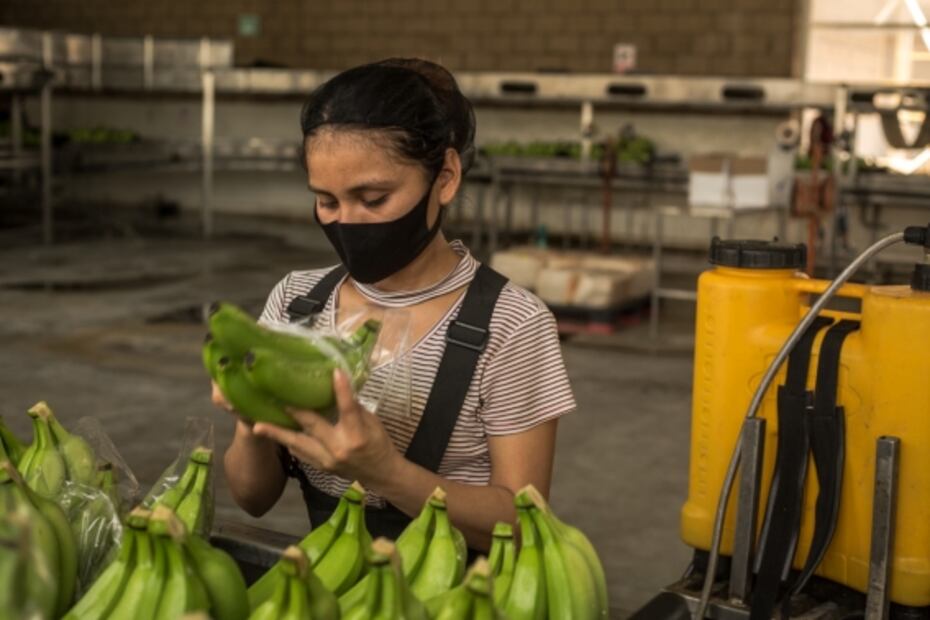 Michoacán, una comunidad en armas para plantar plátanos